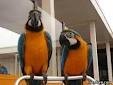 Good looking two blue and gold macaw parrots for free adoption ready for X-Mas