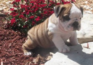 well trained male and female bulldog puppies