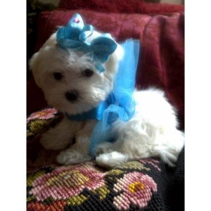 Male And Female Teacup Maltese Puppies For X-MAS