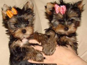 male and female Yorkie puppies for adoption