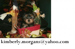 Very Heathy Teacup Yorkie Puppies for sale *~*