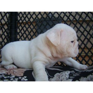 Great English bulldog puppy for you now