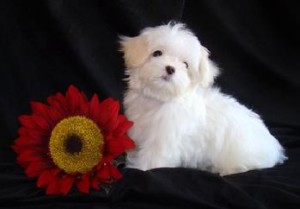 Awesome Maltese puppy available here.