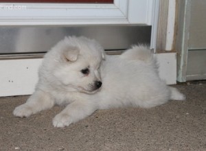 American Eskimo Puppies Available for new home