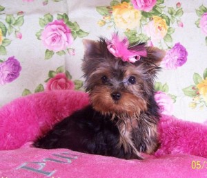 beautifull yorkie puppy looking for adoption asap