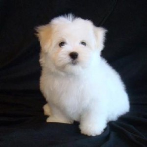 CHARMING MALE AND FEMALE MALTESE