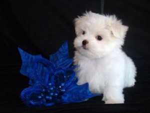 Two Lovely Maltese Puppy For Adoption