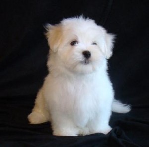 Adorable Male and Female Maltese Puppy For Free Adoption