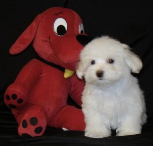 Two Cute Maltese Puppy For Free Adoption