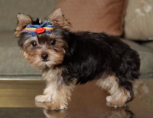 Male and Female Yorkie Puppies for adoption