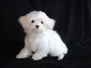 Adorable Male And Female Maltese Puppy Ready For A New Home.