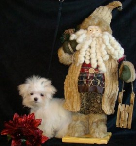 MALTESE PUPPY READY TO GO FOR A LOVELY HOME