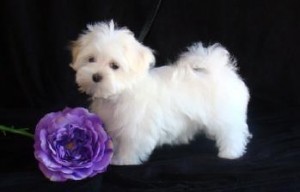 MALTESE PUPPY! REGISTERED! 2 YR GURANTEE! HOLISTICALLY RAISED