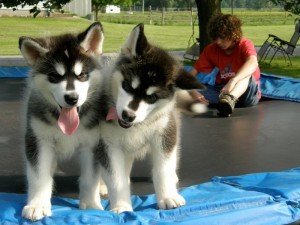 Healthy Male And Female German Shepherd Puppies Ready For A New Home