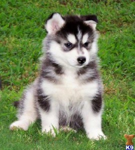 Well Socialized siberian huskies  puppies available now