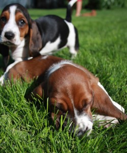 BASSET HOUND PUPPIES FOR ADOPTION