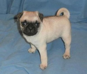 Adorable pug puppies for good home