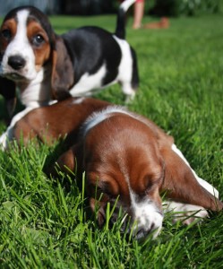 PURE BREED BASSET HOUND PUPPIES FOR ADOPTION