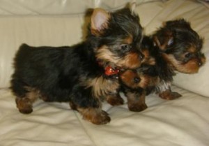 Loving Yorkie Puppies for Adoption