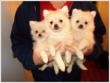 WHITE POMERANIANS PUPPIES AND ADULTS!!! (641) 843-7556