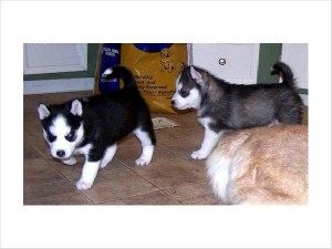 Supper Cute Male and Female Siberian Husky Puppies Pending New Homes