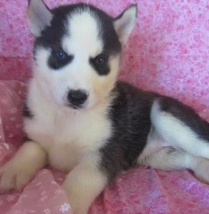 Socialize Blue Eyes Siberian Husky Puppies for adoption