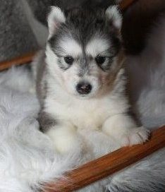 we have Adorable Hand Raised Male and Female Siberian Husky puppies