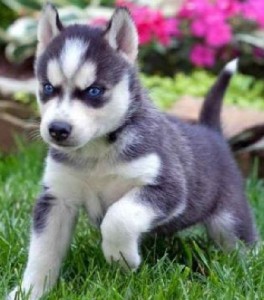 interesting good looking 100% blue eyes Siberian husky puppies