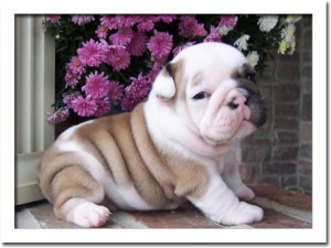 FAMILY RAISED ENGLISH BULLDOG PUPPIES FOR ADOPTION