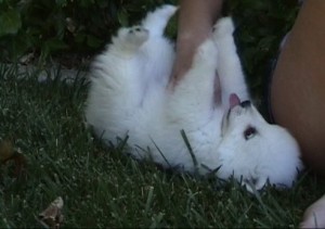 Japanese spizs puppies