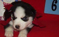 HEALTHY Siberian husky puppies for re-homning pls text me @ (760) 868-7512 YOUR EMAIL