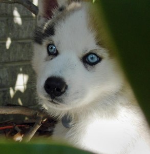 cute female siberian husky puppy for adoption