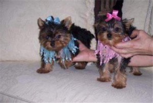 Healthy Well Trained Teacup Yorkie Puppies Available