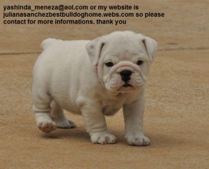 Wow!!!!! Adorable  English bulldog puppies  available.