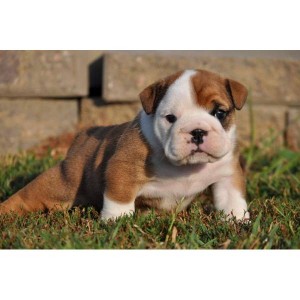 Nice English Bulldogs, puppies