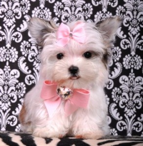 Tiny Teacup Morkie Princess