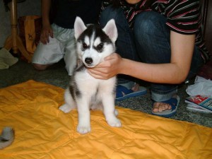 Cute amle and female siberian husky for adoption