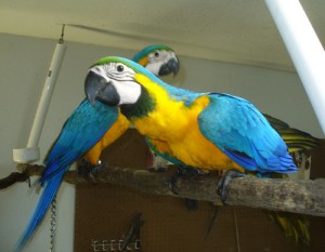 3 Month Old, Very Sweet, Baby Blue &amp; Gold Macaw Only