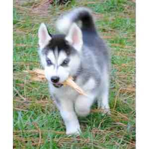 Brilliant Siberian Husky Puppies for Christmas!!