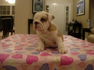 Adorable English Bulldog for sale.