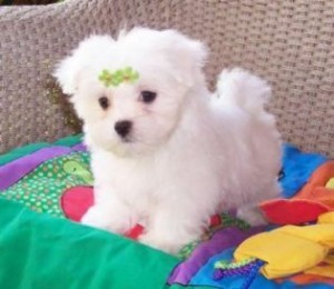 Cute Maltese Puppies Available !