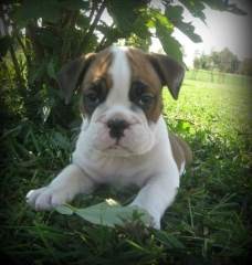 Free Quality English Bulldog Puppies For Adoption