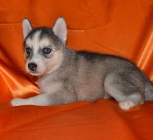 AKC Siberian Husky puppies for sale.