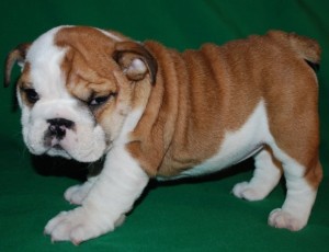 Adorable Male and Female English Bulldog for free adoption