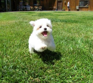 Male And Female Teacup Maltese Puppies For Free Adoption for Christmas