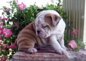 Quality English Bulldog Puppies For Adoption