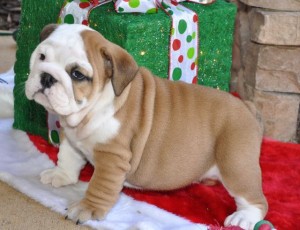 English Bulldog Puppy For Adoption