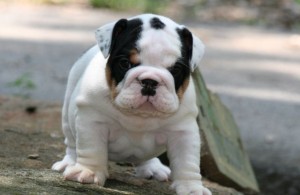 Beautiful English Bulldog Pups Ready For Caring Homes