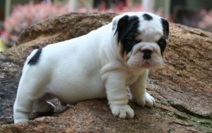 English Bulldog pups ready for lovely and caring homes