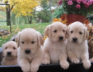 Affectionate Golden Retriever Puppies For Adoption